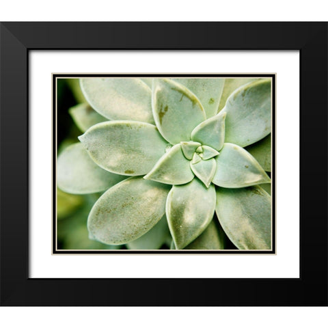 Spring Succulent II Black Modern Wood Framed Art Print with Double Matting by Johnson, Jason