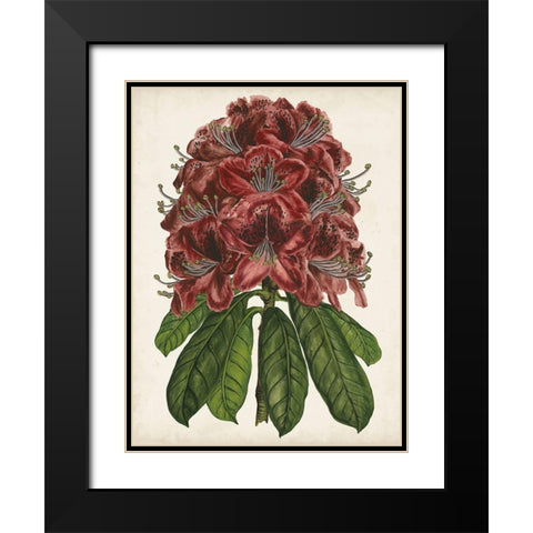 Rhododendron Study II Black Modern Wood Framed Art Print with Double Matting by Wang, Melissa