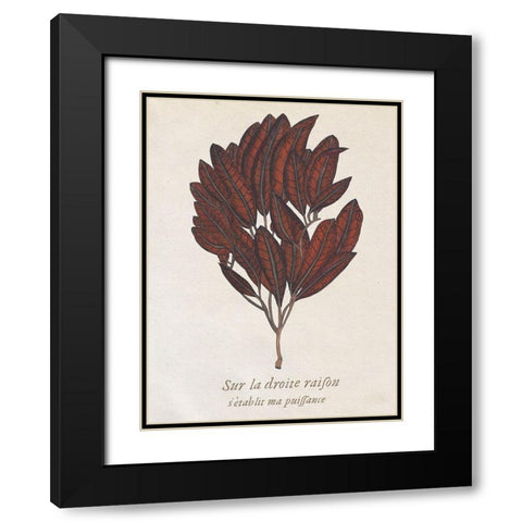 Seaweed Study II Black Modern Wood Framed Art Print with Double Matting by Wang, Melissa