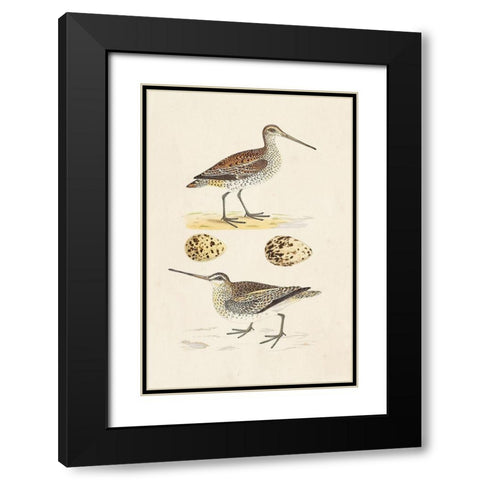 Sandpipers and Eggs III Black Modern Wood Framed Art Print with Double Matting by Morris