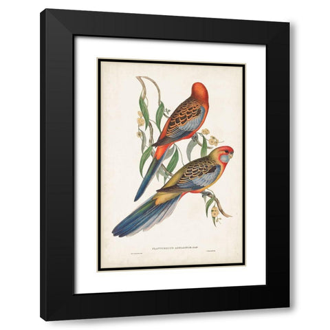 Tropical Parrots II Black Modern Wood Framed Art Print with Double Matting by Gould, John