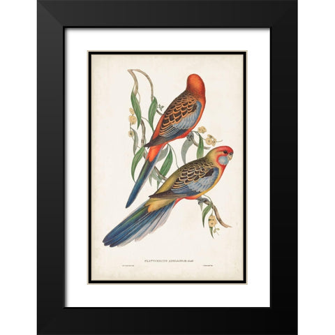 Tropical Parrots II Black Modern Wood Framed Art Print with Double Matting by Gould, John