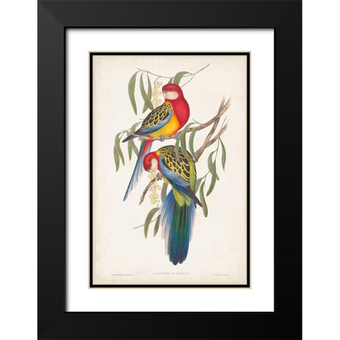 Tropical Parrots IV Black Modern Wood Framed Art Print with Double Matting by Gould, John