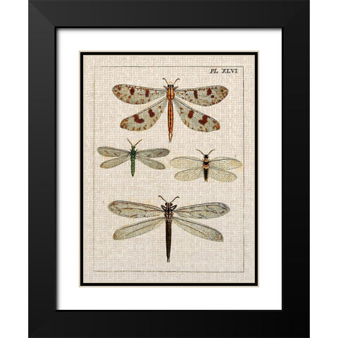 Dragonfly Study I Black Modern Wood Framed Art Print with Double Matting by Vision Studio