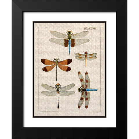 Dragonfly Study II Black Modern Wood Framed Art Print with Double Matting by Vision Studio