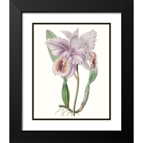 Lavender Beauties II Black Modern Wood Framed Art Print with Double Matting by Edwards