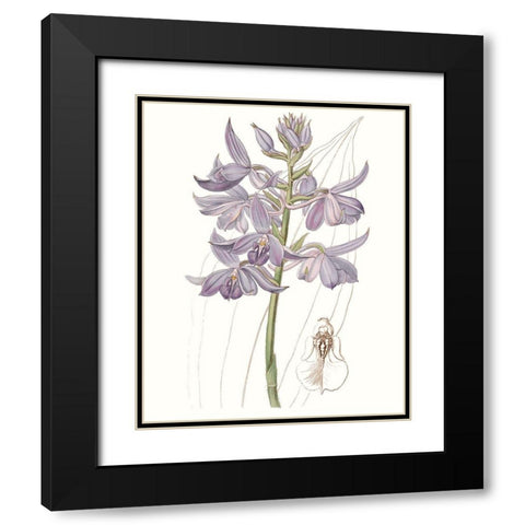 Lavender Beauties III Black Modern Wood Framed Art Print with Double Matting by Edwards