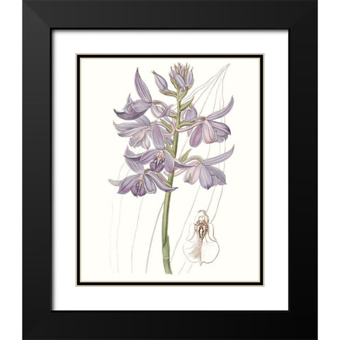 Lavender Beauties III Black Modern Wood Framed Art Print with Double Matting by Edwards