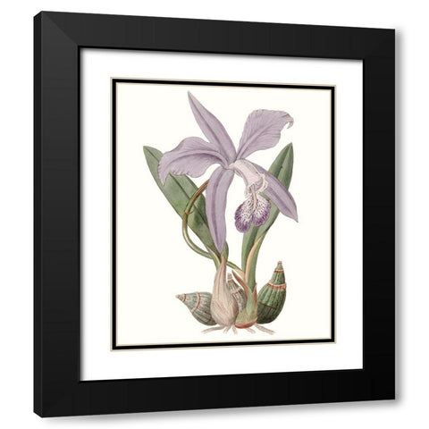 Lavender Beauties IV Black Modern Wood Framed Art Print with Double Matting by Edwards