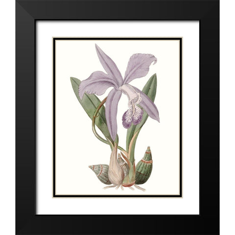 Lavender Beauties IV Black Modern Wood Framed Art Print with Double Matting by Edwards