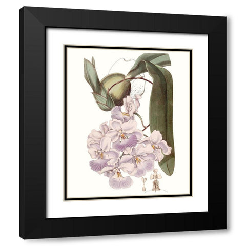 Lavender Beauties V Black Modern Wood Framed Art Print with Double Matting by Edwards