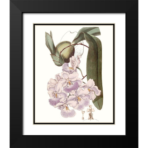 Lavender Beauties V Black Modern Wood Framed Art Print with Double Matting by Edwards
