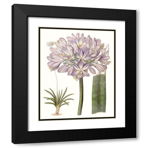 Lavender Beauties VI Black Modern Wood Framed Art Print with Double Matting by Edwards