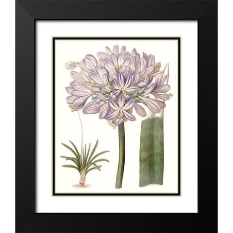 Lavender Beauties VI Black Modern Wood Framed Art Print with Double Matting by Edwards