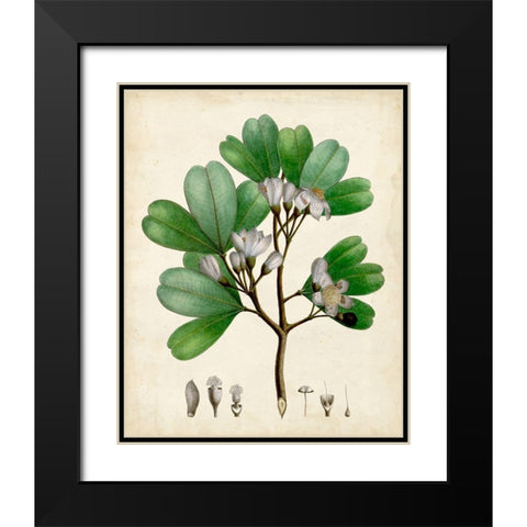 Verdant Foliage III Black Modern Wood Framed Art Print with Double Matting by Vision Studio