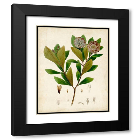 Verdant Foliage V Black Modern Wood Framed Art Print with Double Matting by Vision Studio