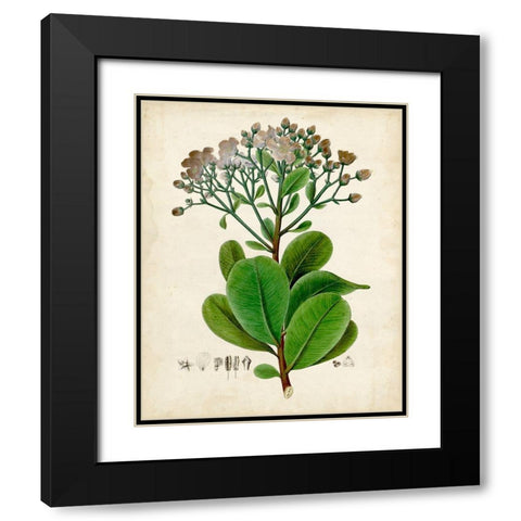 Verdant Foliage VIII Black Modern Wood Framed Art Print with Double Matting by Vision Studio