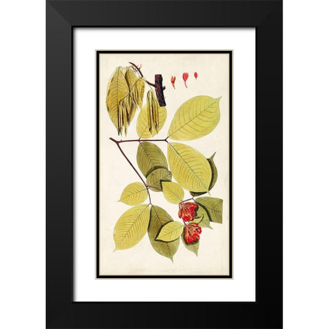 Leaf Varieties II Black Modern Wood Framed Art Print with Double Matting by Vision Studio