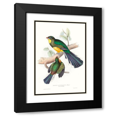 Tropical Trogons I Black Modern Wood Framed Art Print with Double Matting by Gould, John