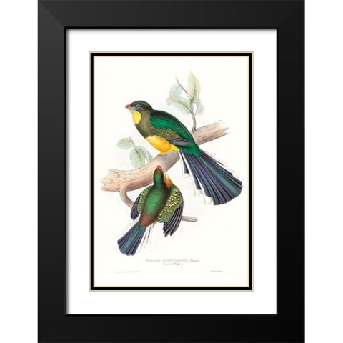 Tropical Trogons I Black Modern Wood Framed Art Print with Double Matting by Gould, John