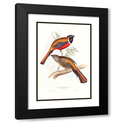Tropical Trogons IV Black Modern Wood Framed Art Print with Double Matting by Gould, John