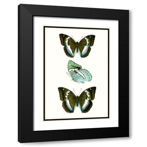 Butterfly Specimen II Black Modern Wood Framed Art Print with Double Matting by Vision Studio