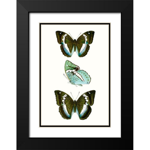 Butterfly Specimen II Black Modern Wood Framed Art Print with Double Matting by Vision Studio