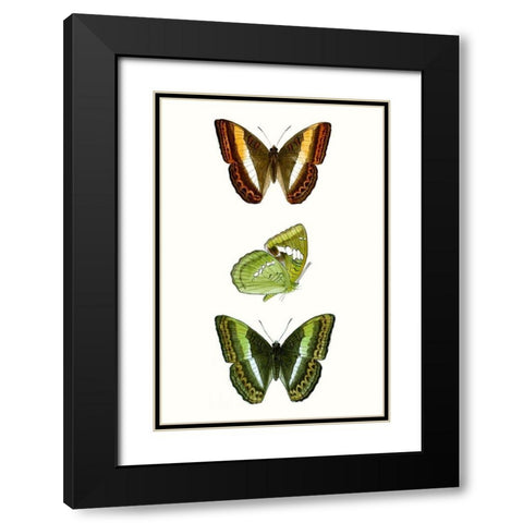 Butterfly Specimen III Black Modern Wood Framed Art Print with Double Matting by Vision Studio