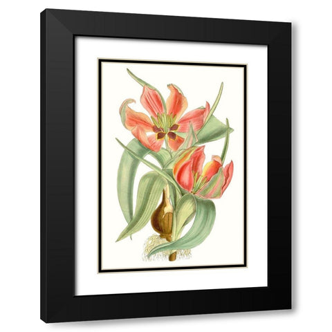 Curtis Tulips I Black Modern Wood Framed Art Print with Double Matting by Curtis