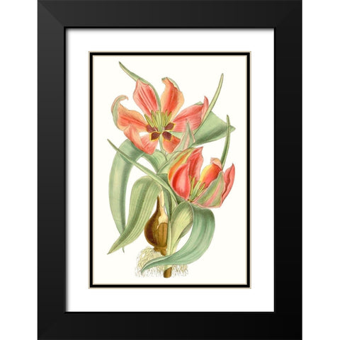 Curtis Tulips I Black Modern Wood Framed Art Print with Double Matting by Curtis