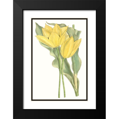 Curtis Tulips II Black Modern Wood Framed Art Print with Double Matting by Curtis