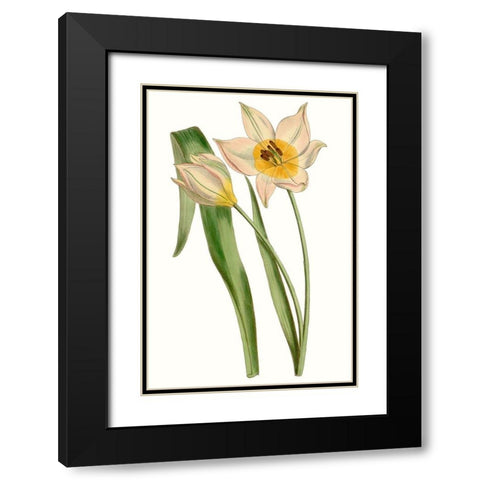 Curtis Tulips III Black Modern Wood Framed Art Print with Double Matting by Curtis