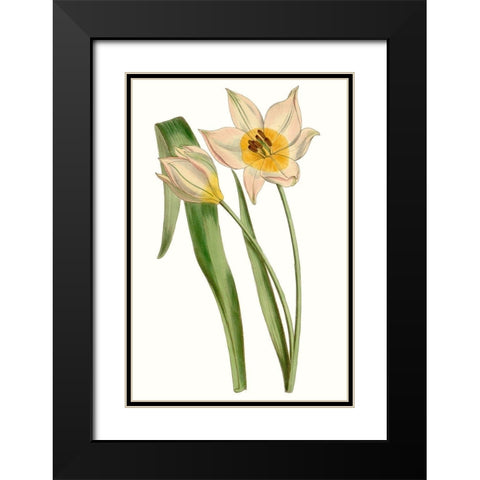 Curtis Tulips III Black Modern Wood Framed Art Print with Double Matting by Curtis