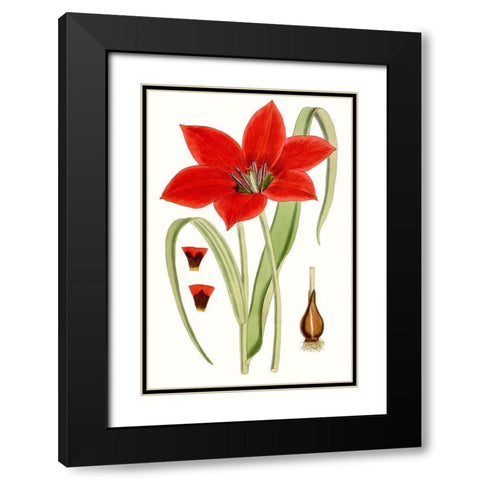Curtis Tulips IV Black Modern Wood Framed Art Print with Double Matting by Curtis