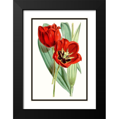Curtis Tulips V Black Modern Wood Framed Art Print with Double Matting by Curtis