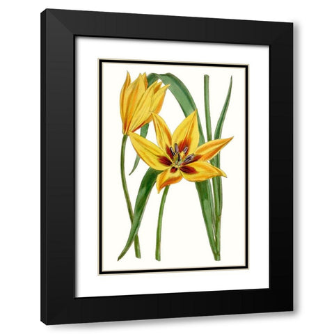 Curtis Tulips VI Black Modern Wood Framed Art Print with Double Matting by Curtis