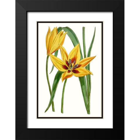 Curtis Tulips VI Black Modern Wood Framed Art Print with Double Matting by Curtis