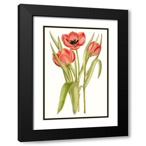 Curtis Tulips VII Black Modern Wood Framed Art Print with Double Matting by Curtis