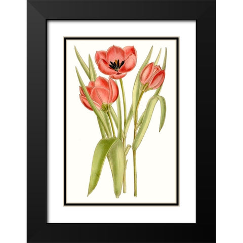Curtis Tulips VII Black Modern Wood Framed Art Print with Double Matting by Curtis