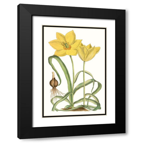 Curtis Tulips VIII Black Modern Wood Framed Art Print with Double Matting by Curtis
