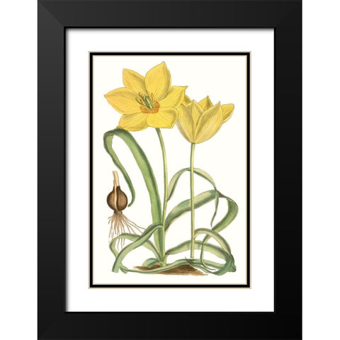 Curtis Tulips VIII Black Modern Wood Framed Art Print with Double Matting by Curtis