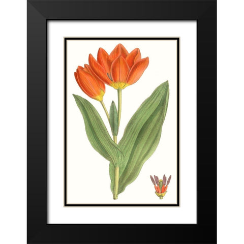 Curtis Tulips IX Black Modern Wood Framed Art Print with Double Matting by Curtis