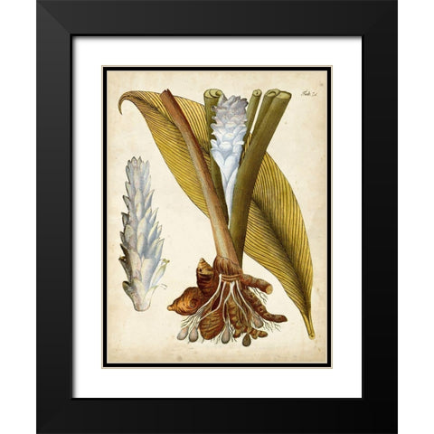 Horticultural Specimen I Black Modern Wood Framed Art Print with Double Matting by Unknown