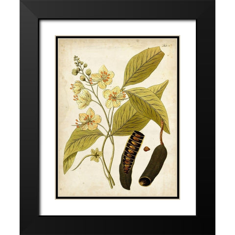 Horticultural Specimen II Black Modern Wood Framed Art Print with Double Matting by Unknown