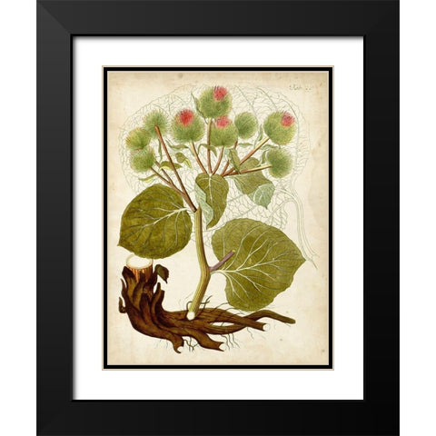 Horticultural Specimen V Black Modern Wood Framed Art Print with Double Matting by Unknown