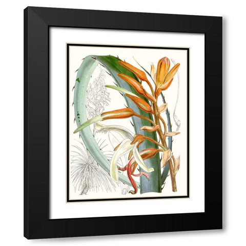 Tropical Variety III Black Modern Wood Framed Art Print with Double Matting by Curtis