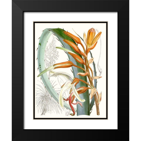 Tropical Variety III Black Modern Wood Framed Art Print with Double Matting by Curtis