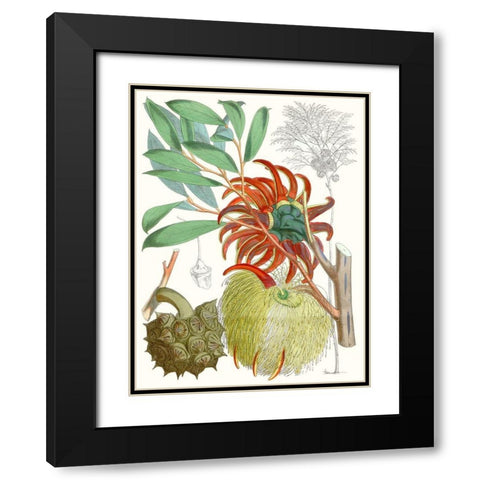 Tropical Variety IV Black Modern Wood Framed Art Print with Double Matting by Curtis