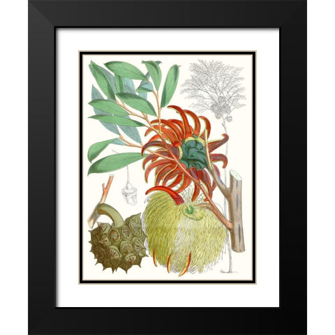 Tropical Variety IV Black Modern Wood Framed Art Print with Double Matting by Curtis