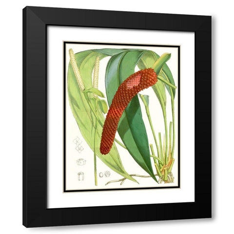 Tropical Variety V Black Modern Wood Framed Art Print with Double Matting by Curtis
